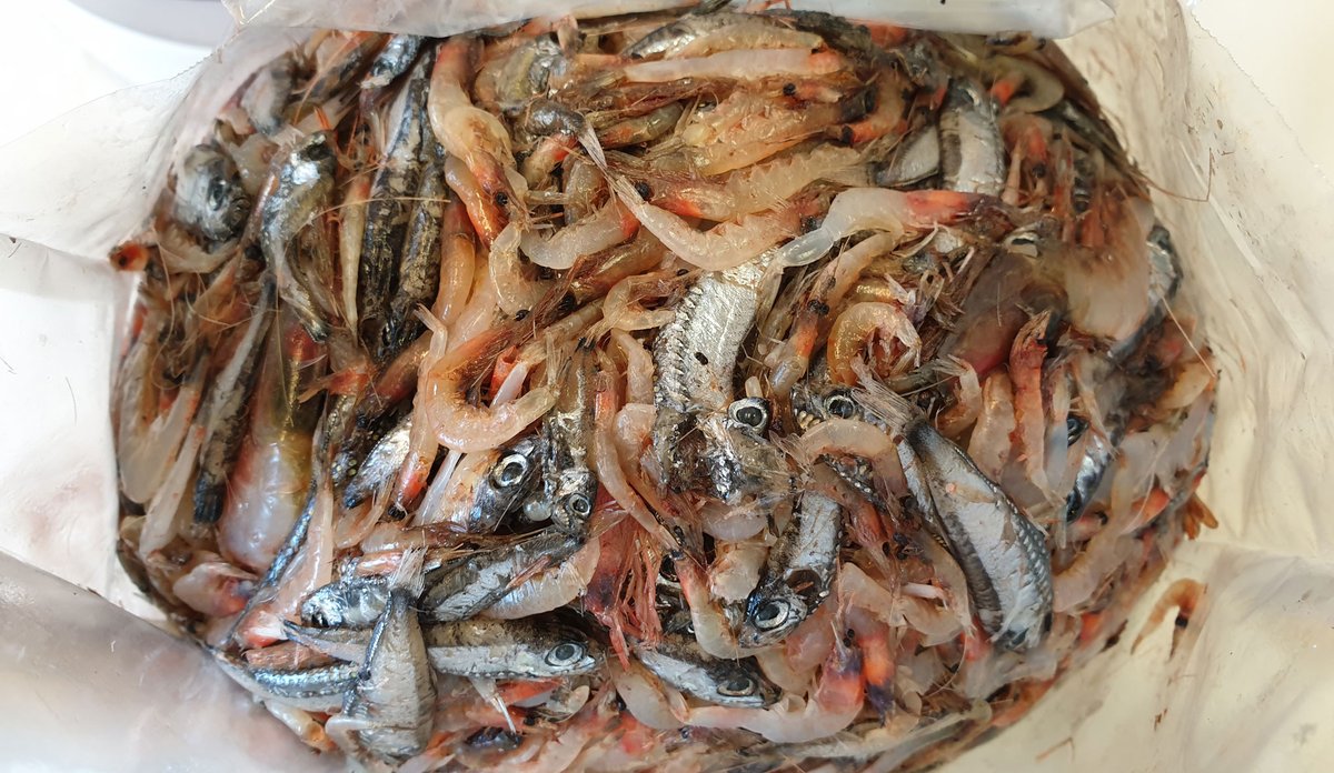 Fiskeprøve med reker og småfisk fra lavere trofisk nivå