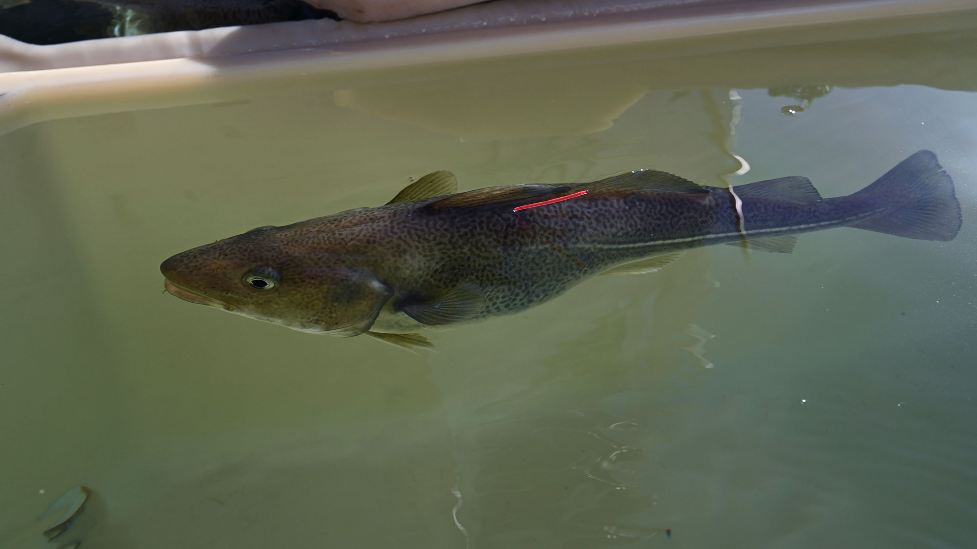 En fisk som svømmer i et kar med vann. Like ved ryggfinnen stikker det ut et rødt, avlangt merke.