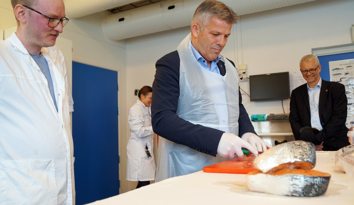 Fiskeriminister skjærer laks iført labfrakk og hansker.