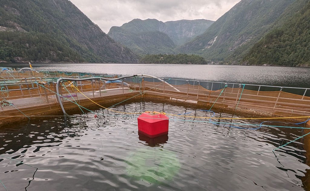 Foto av en nedsenket merd. I overflaten stikker det opp et flyteelement som er festet i luftkuppele