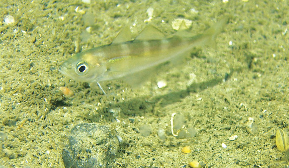 Øyepål på sandbunn