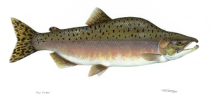 illustration of pink salmon