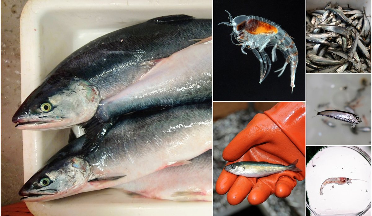 kollasj som viser pukkellaks, amfipode, ungsild, småsei og krill.