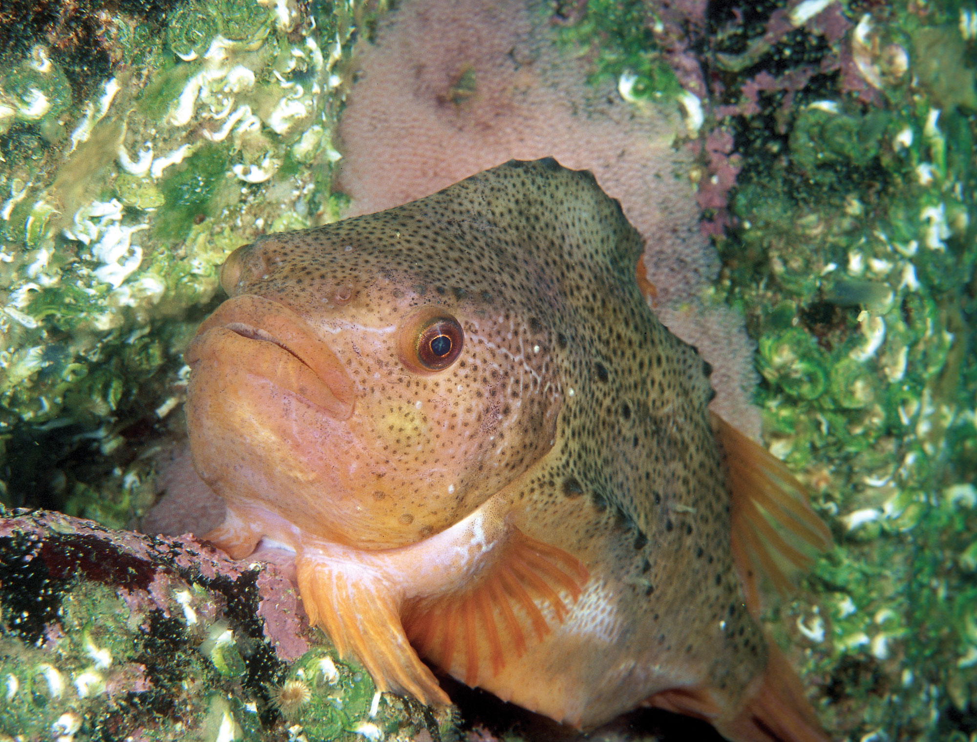 Foto av rognkjeks som er en litt oval fisk. Små lyserosa fiskeegg i bakgrunnen.