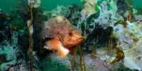 

Foto av en rognkjeks som er en litt oval fisk. Den svømmer rett over havbunnen.