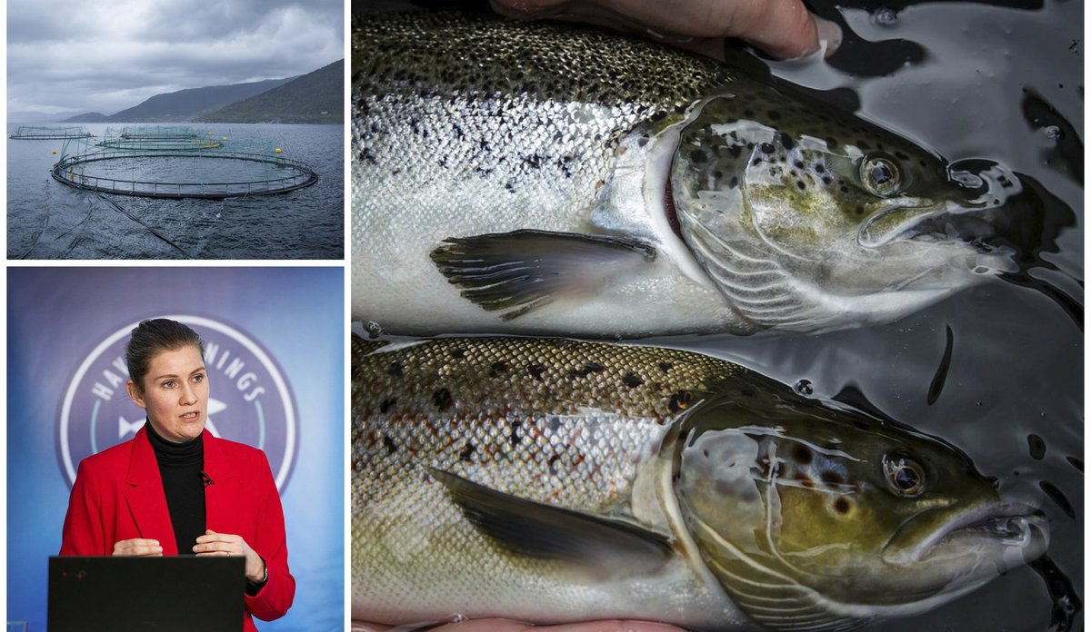 
Kollasj sett sammen av tre bilder. I nederst i venstre hjørne er en kvinnelig forsker som holder et foredrag, over dette er det et bilde av et oppdrettsanlegg med merder. Til høyre er en villaks og en oppdrettslaks, side om side