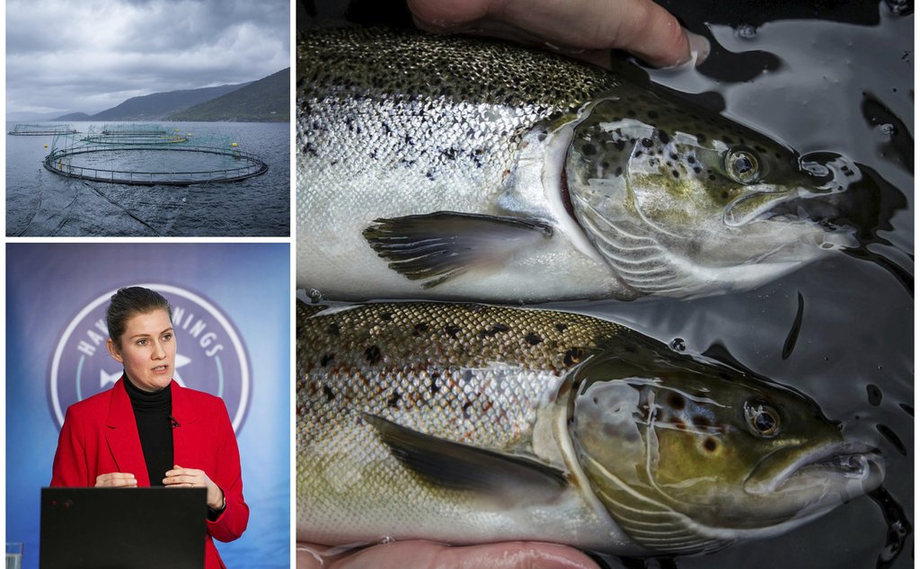 Kollasj sett sammen av tre bilder. I nederst i venstre hjørne er en kvinnelig forsker som holder et foredrag, over dette er det et bilde av et oppdrettsanlegg med merder. Til høyre er en villaks og en oppdrettslaks, side om side