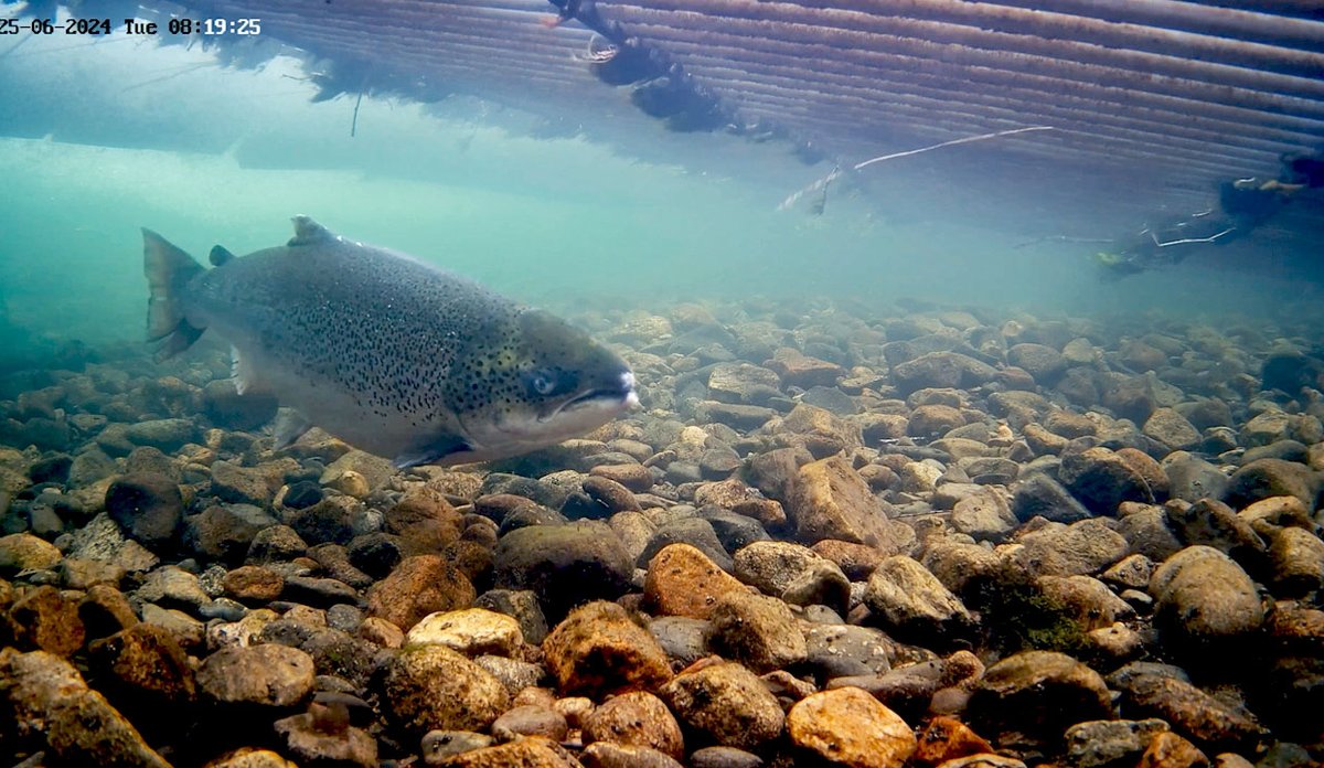 
En fisk som svømmer over steinete elvebunn. I overflaten er det rør som hører til fiskefellen.