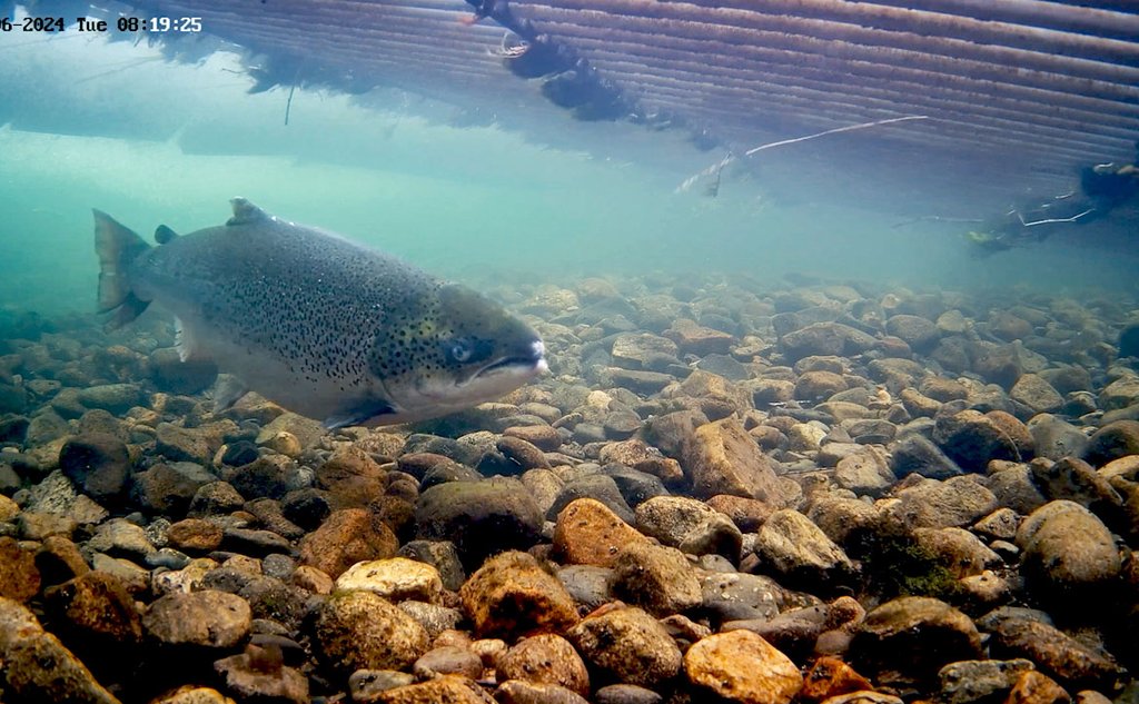 En fisk som svømmer over steinete elvebunn. I overflaten er det rør som hører til fiskefellen.