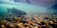 

En fisk som svømmer over steinete elvebunn. I overflaten er det rør som hører til fiskefellen.