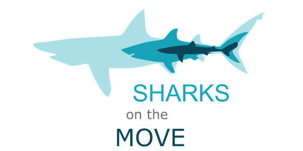 sharks_box.png