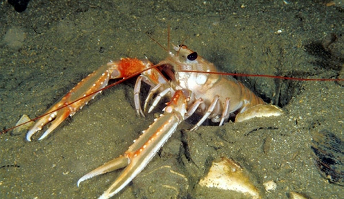 sjøkreps