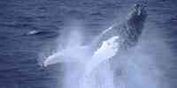 

sjøpattedyr blåhval bilde