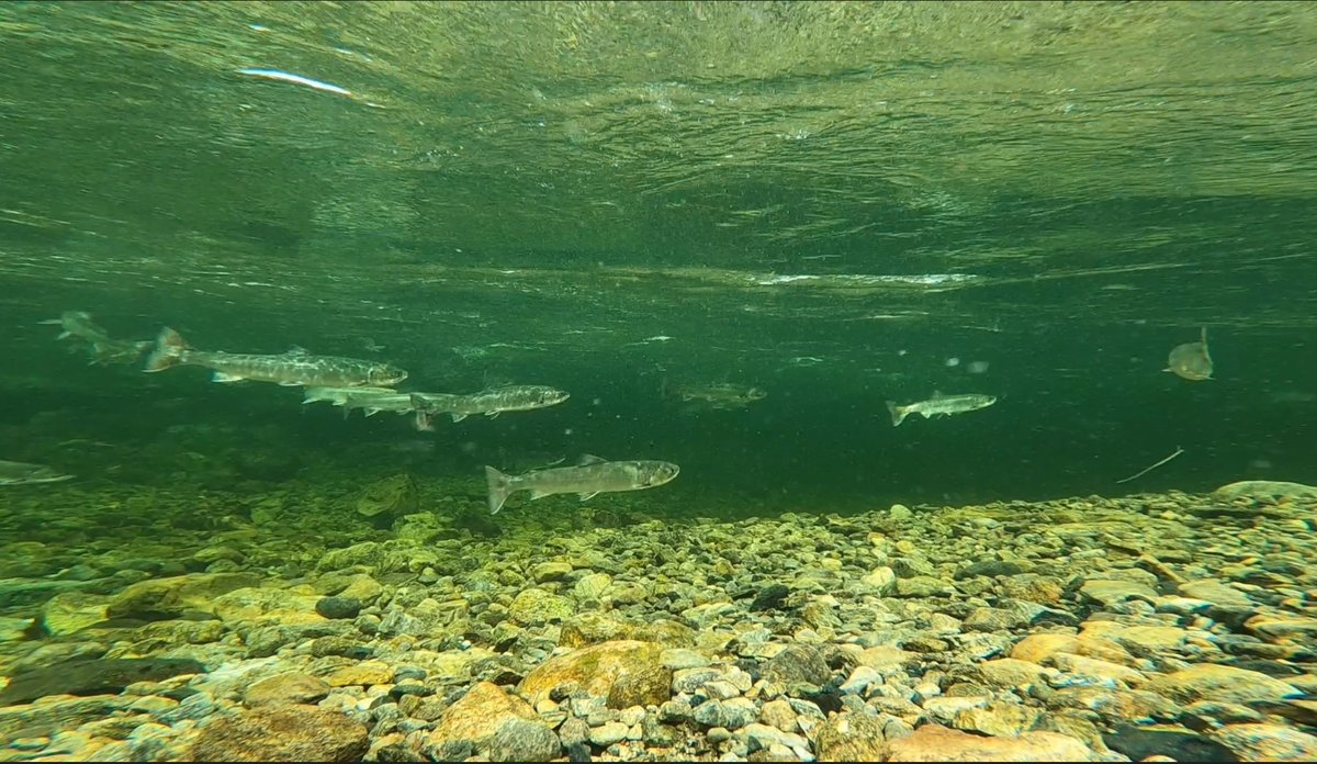 
Mange sjørøyer som svømmer i en grunn elv. Både elvebunnen og vannoverflaten er tydelige.
