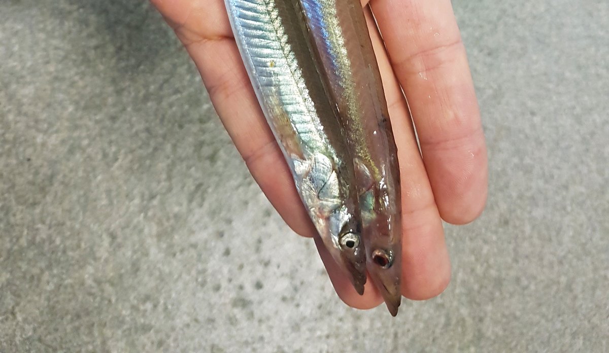 stor tobis hånd EspenJohnsen