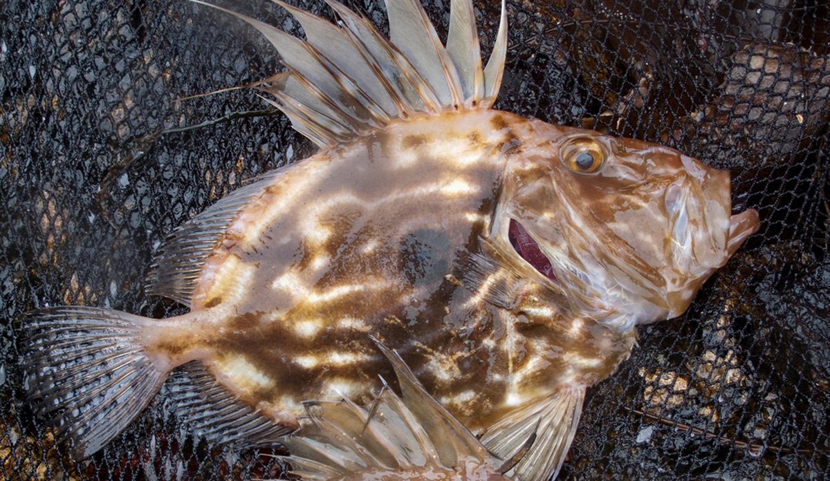 
Fotografi av sanktpetersfisk