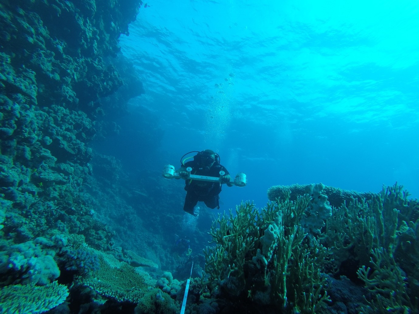Diver in coral reef ecosystem.