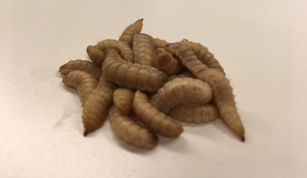 svarte soldatfluelarver