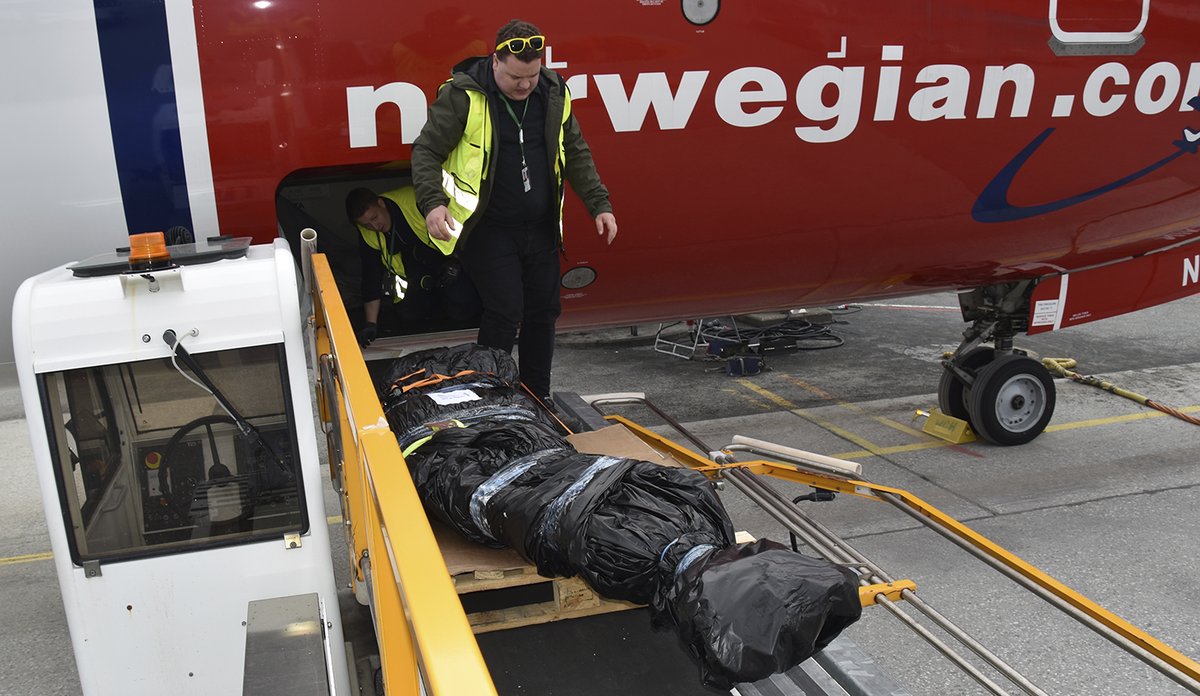 
Håkjerring pakket inn i sort plast lastes ut av luka under cockpiten på et Norwegian-fly. To ansatte fra Widerøe Cargo utfører jobben.