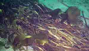 Bilde av tarestilkar som ligg samla på havbotnen, måten den ligg på kan minne om ei elv.