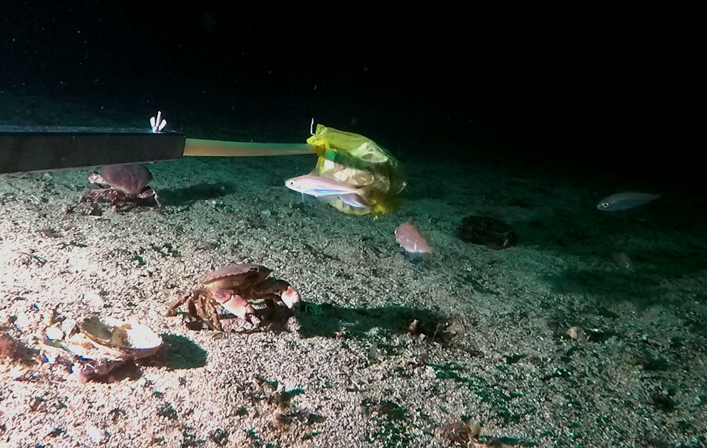 Taskekrabber og mindre fisk samlet rundt en agnpose på havbunnen. 