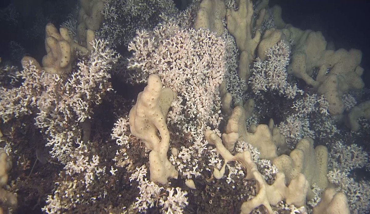 
Koraller som står tett i tett. Innimellom vokser det svamper.