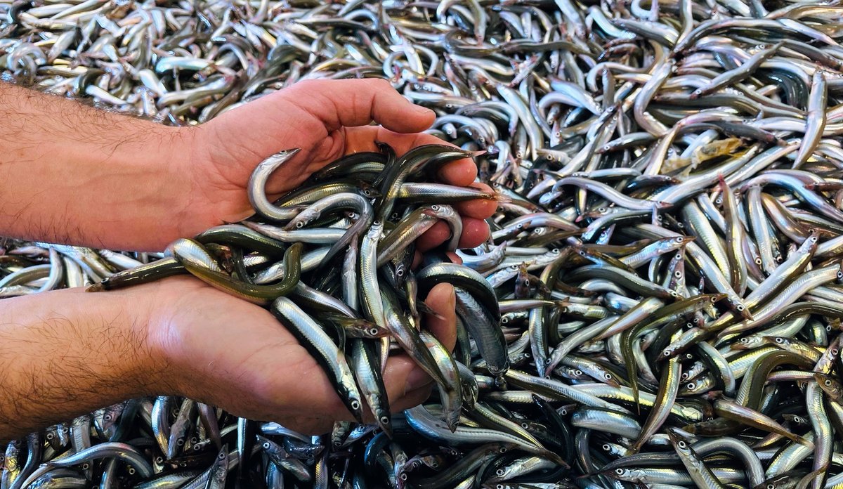 foto av mange tobis i samlede hender