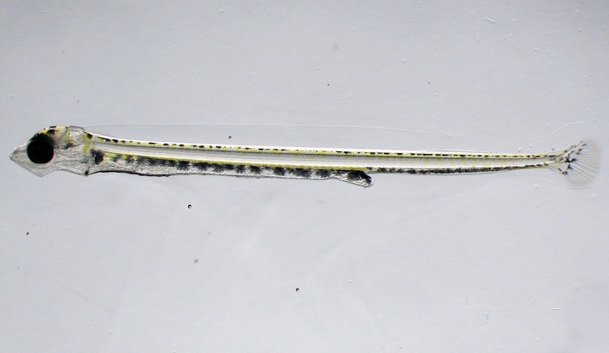 Microscope photo of sandeel larvae.