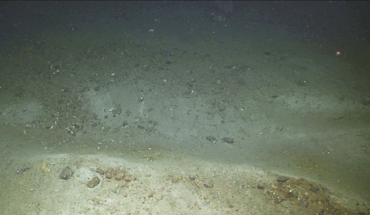 Example of trawl marks.