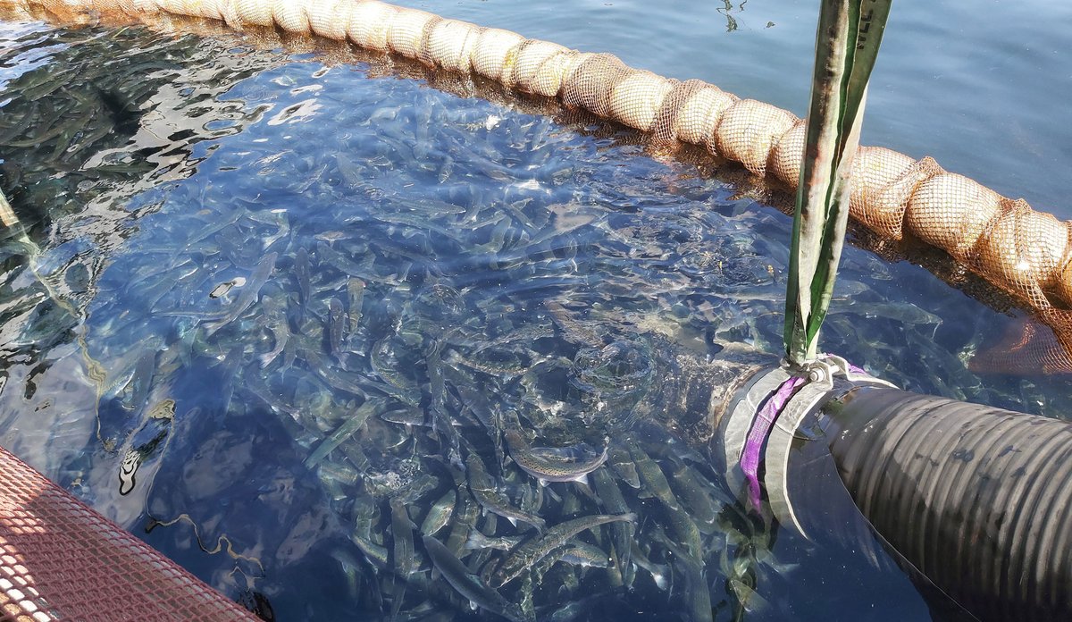 Laks i merd som trenges sammen. Noten som den svømmer i er trukket opp slik at det blir mindre plass.