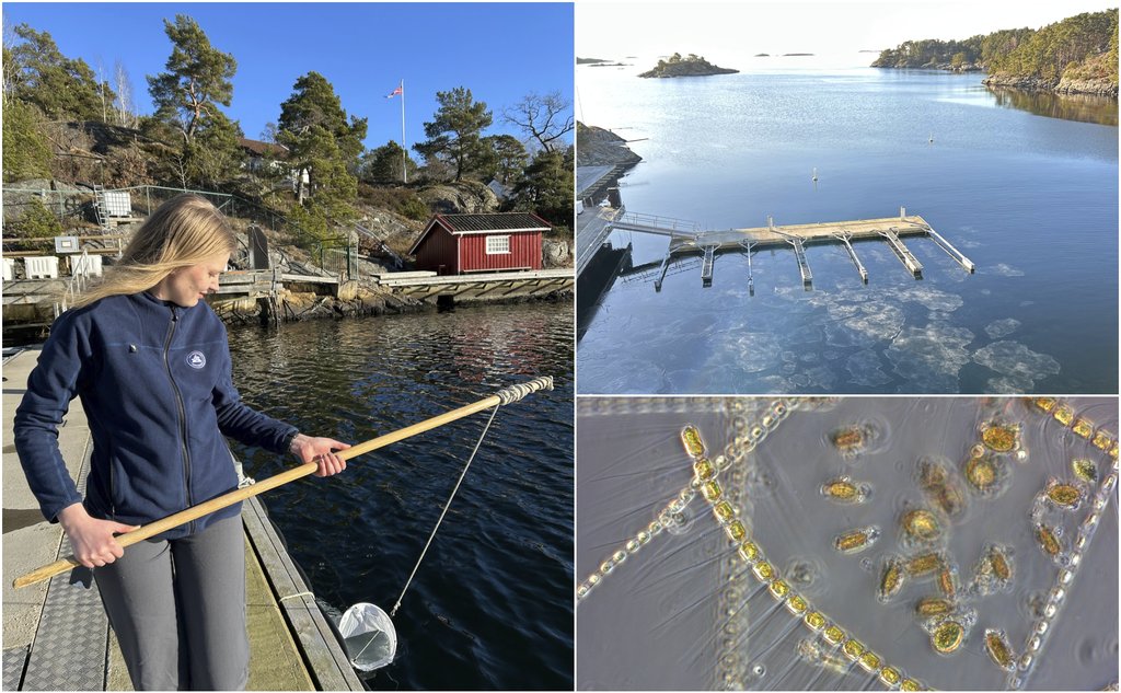 kollasj med tre bilder: en kvinne står på en brygge og holder en slags håv, et oversiktsbilde av en bukt med flytebrygge, pent vær og spredte isflak, en mikroskopbilde av en alge