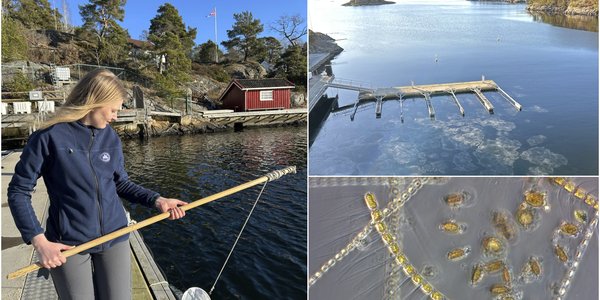 

kollasj med tre bilder: en kvinne står på en brygge og holder en slags håv, et oversiktsbilde av en bukt med flytebrygge, pent vær og spredte isflak, en mikroskopbilde av en alge