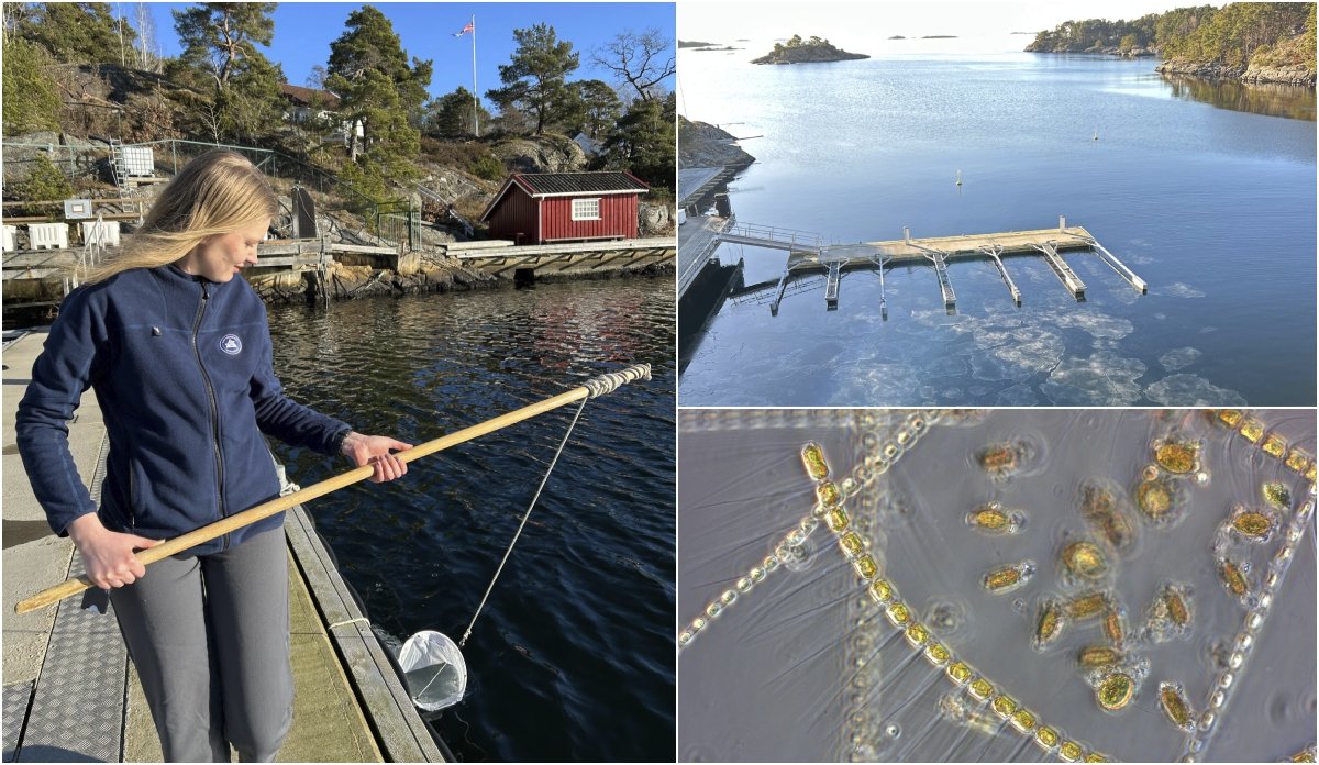 kollasj med tre bilder: en kvinne står på en brygge og holder en slags håv, et oversiktsbilde av en bukt med flytebrygge, pent vær og spredte isflak, en mikroskopbilde av en alge