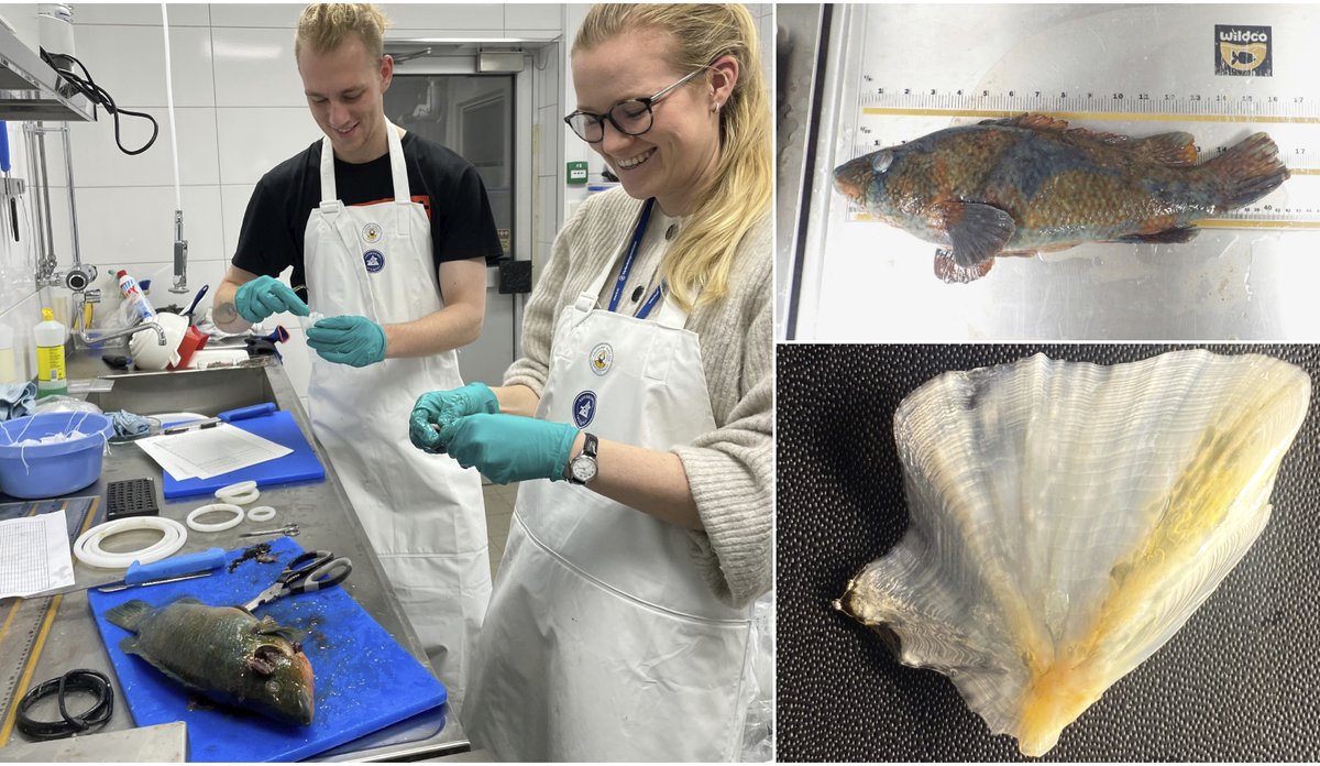 
Montasje med bilder av leppefisk, gjellelokk og to forskere med forkle på lab som jobber med leppefisken