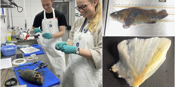 

Montasje med bilder av leppefisk, gjellelokk og to forskere med forkle på lab som jobber med leppefisken