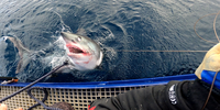 

Håbrann med en imponerende og skremmende tanngard, som er fisket opp utenfor Lofoten for å merkes med satelitt- og sporingsmerker. Haien har hodet over vannskorpa.