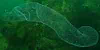 

Undervannsbilde av breiflabbeggbånd, mot grønn bakgrunn. Fremstår som en transparent pølse.